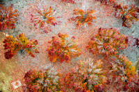 Fall colors 121119D0015-2